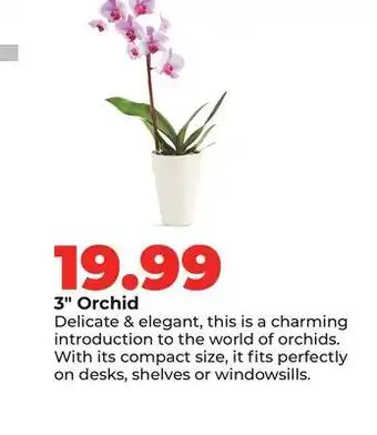 Hy-Vee 3 Orchid offer