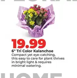 Hy-Vee 6 Tri Color Kalanchoe offer