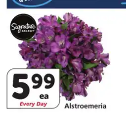 Albertsons Alstroemeria offer