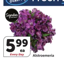 Vons Alstroemeria offer