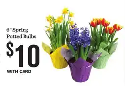 Mariano's 6 Spring Potted Bulbs offer