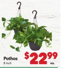 Vallarta Supermarkets Pothos offer