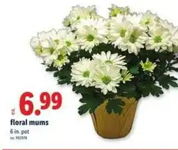 Lidl Floral mums offer