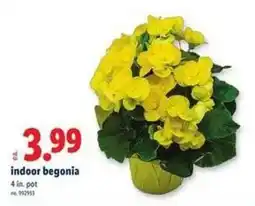 Lidl Indoor begonia offer