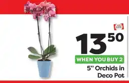 Weis Markets 5 Orchids in Deco Pot offer
