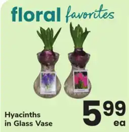 ACME Hyacinths in Glass Vase offer