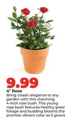 Hy-Vee 4 Rose offer