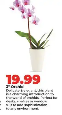 Hy-Vee 3 Orchid offer