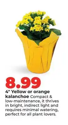Hy-Vee 4 Yellow or orange kalanchoe offer
