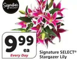 Vons Signature SELECT Stargazer Lily offer