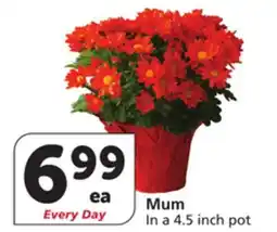 Albertsons Mum offer