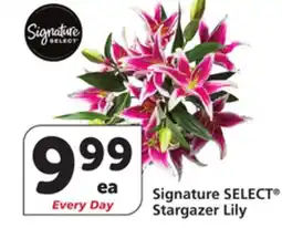 Albertsons Signature SELECT Stargazer Lily offer