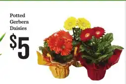 Mariano's Potted Gerbera Daisies offer