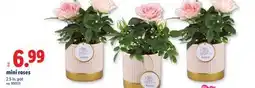 Lidl mini roses offer