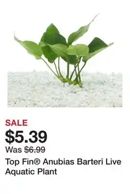Petsmart Top Fin Anubias Barteri Live Aquatic Plant offer