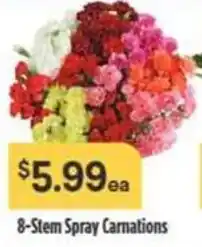 Nob Hill 8-Stem Spray Carnations offer