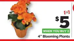 Weis Markets 4 Blooming Plants offer