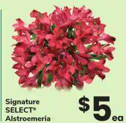 ACME Signature SELECT Alstroemeria offer
