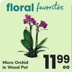 ACME Micro Orchid in Wood Pot offer