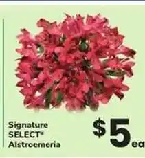 Safeway Signature Select Alstroemeria offer