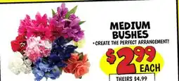 Ollie's MEDIUM BUSHES offer