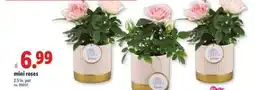 Lidl mini roses offer