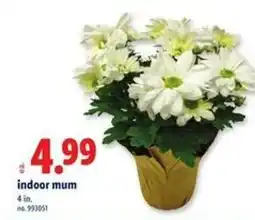 Lidl indoor mum offer