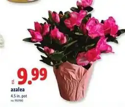 Lidl azalea offer