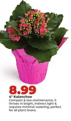 Hy-Vee 4 Kalanchoe offer