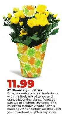 Hy-Vee 4 Blooming in citrus offer