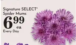 Pavilions Signature SELECT Spider Mums offer