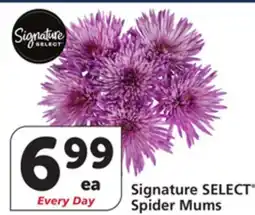 Vons Signature SELECT Spider Mums offer