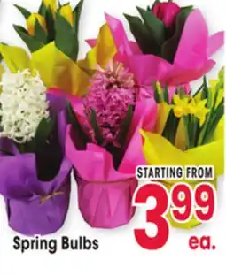 Jewel-Osco Spring Bulbs offer