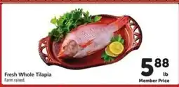 Safeway Fresh Whole Tilapia offer