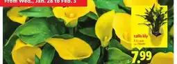 Lidl calla lily offer