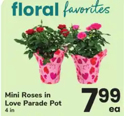 ACME Mini Roses in Love Parade Pot offer