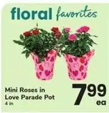 Safeway Mini Roses in Love Parade Pot offer