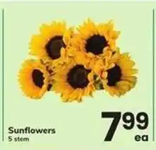 Safeway Sunflowers offer