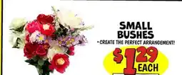 Ollie's SMALL BUSHES offer