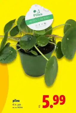 Lidl Pilea offer