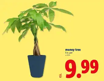 Lidl Money tree offer
