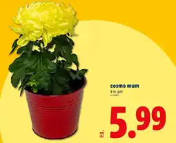 Lidl Cosmo mum offer