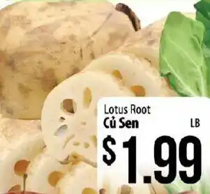 Lotus root