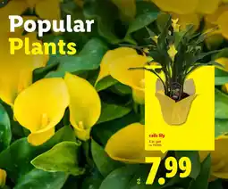 Lidl Calla lily offer
