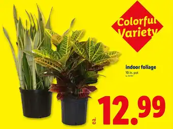 Lidl indoor foliage offer