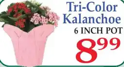 Market Basket Tri-Color Kalanchoe offer