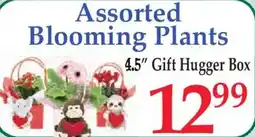 Market Basket Assorted Blooming Plants offer