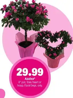 Meijer Azalea offer
