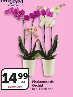 Vons Phalaenopsis Orchid offer