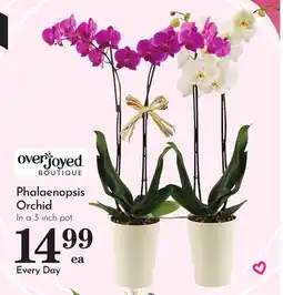 Pavilions Phalaenopsis Orchid offer